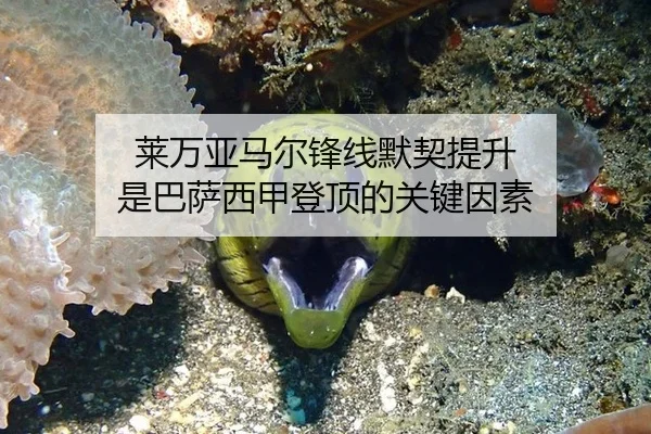 莱万亚马尔锋线默契提升 是巴萨西甲登顶的关键因素